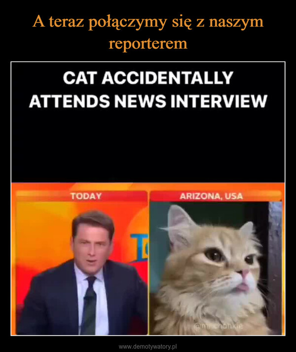  –  CAT ACCIDENTALLYATTENDS NEWS INTERVIEWTODAYARIZONA, USA@mr.chonkle