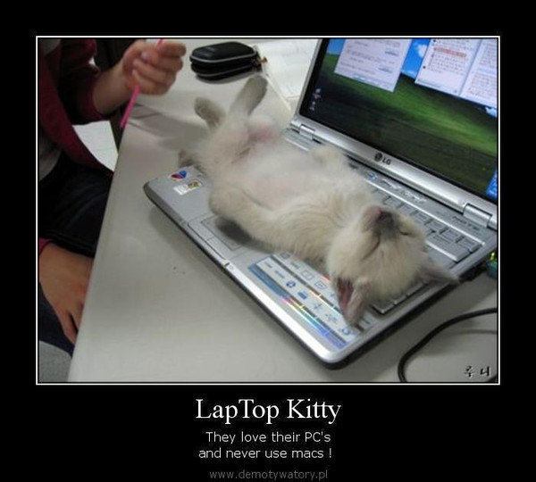 LapTop Kitty – They love their PC's and never use macs !  